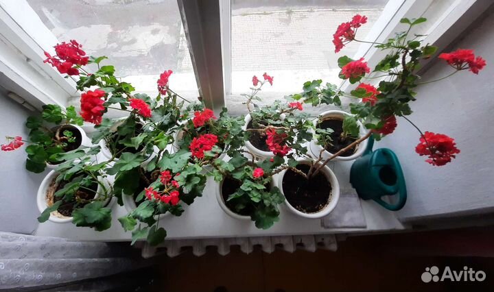 Герань (пеларгония) в горшке с поддоном