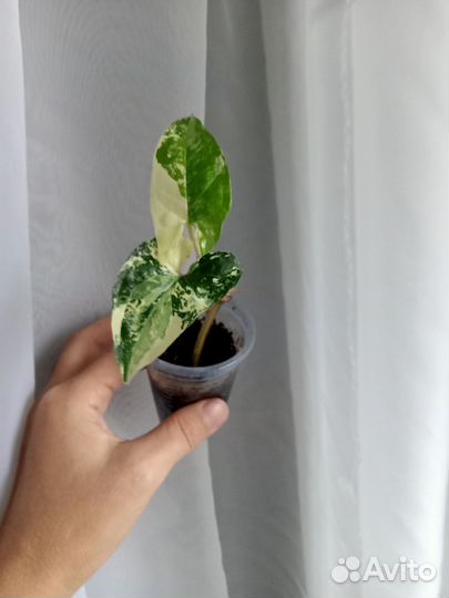 Сингониум, диффенбахия