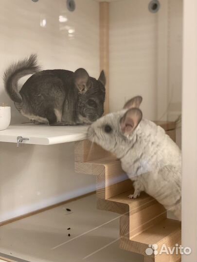 Витрина для шиншилл, дегу «Восход»