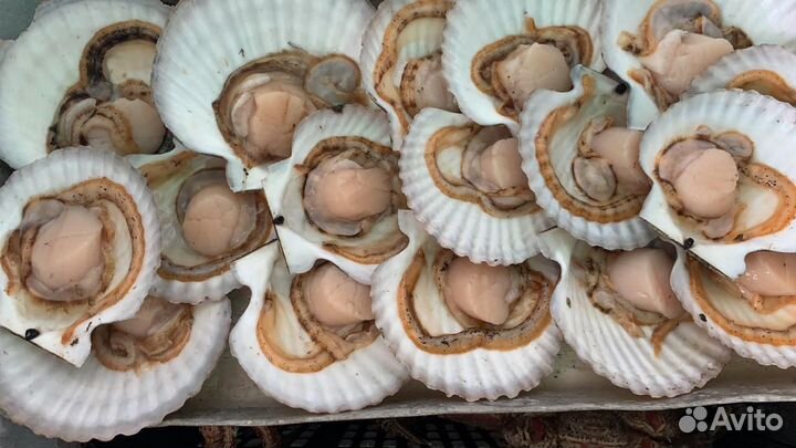 Гребешок на 1/2 створки