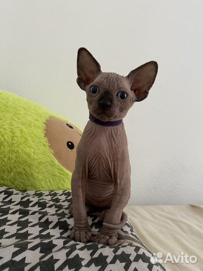 Канадский сфинкс котенок