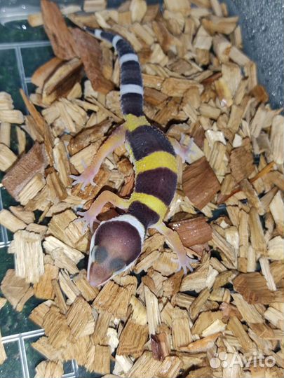 Ящерица эублефары