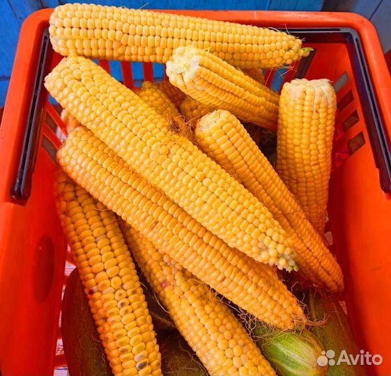 Сладкая кукуруза