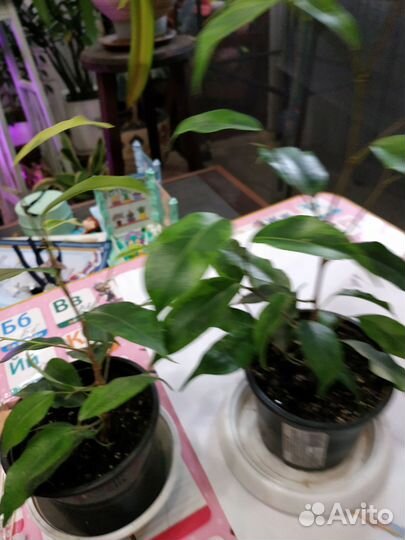 Фикус бенджамина пестролистный 2 видов