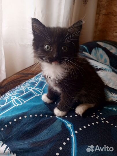 Котик в добрые руки