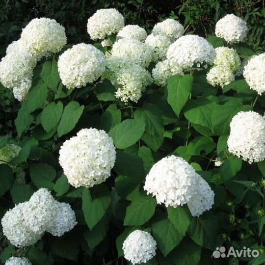 Гортензия Фрайз Мельба