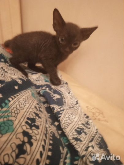 Донской сфинкс котята