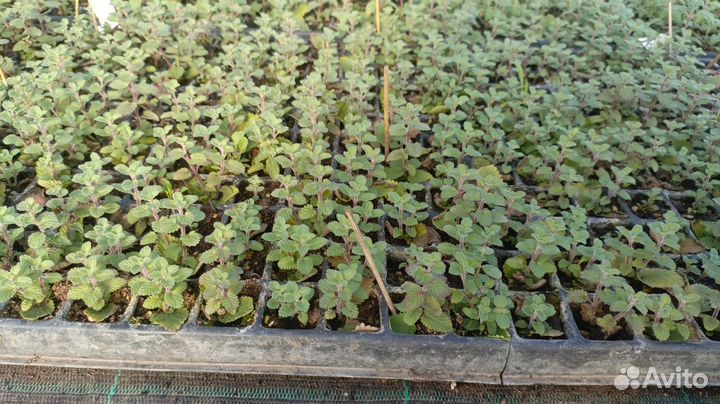 Котовник фассена рассада саженцы