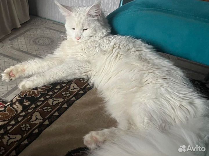 Кошки мейн-кун