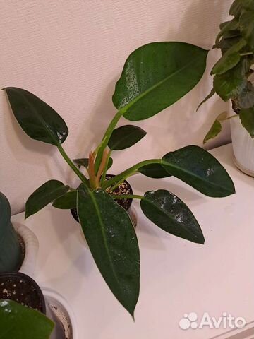 Филодендрон green принцесс