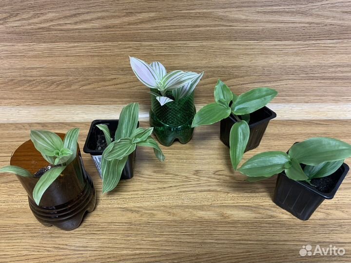 Традесканция несколько видов