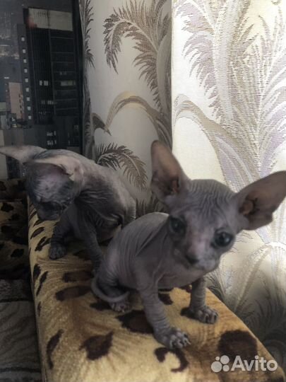 Канадский сфинкс