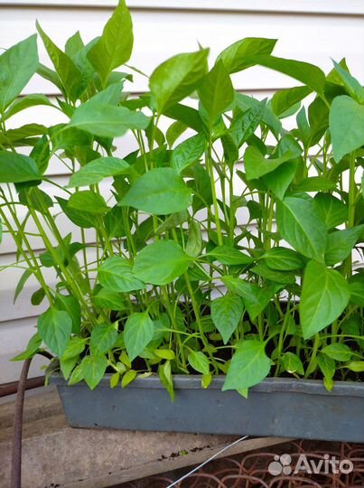 Рассада перца и баклажан