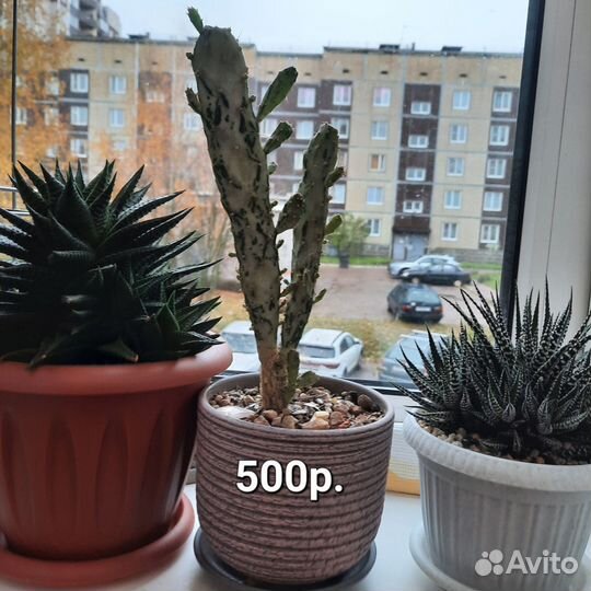 Комнатные цветы,растения,помогаем приюту