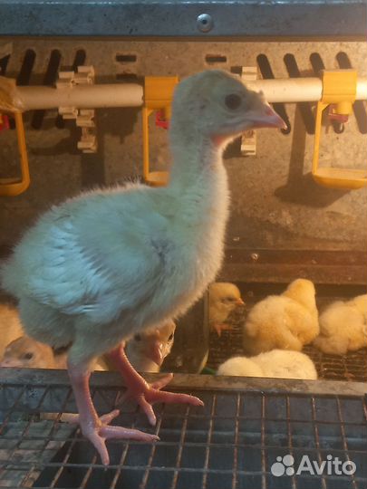 Индюк Индейка