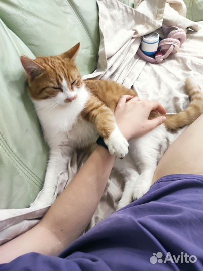 Рыжий котенок в добрые руки