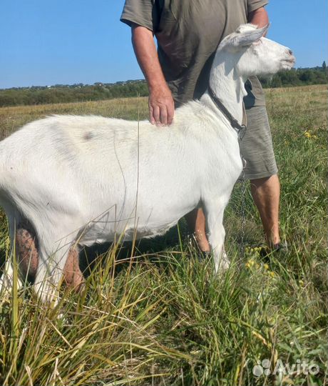 Дойная коза