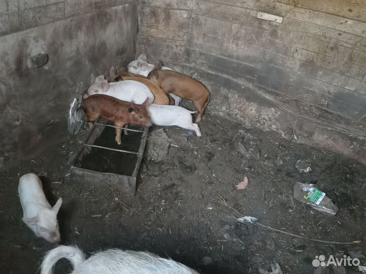 Поросята ландрас