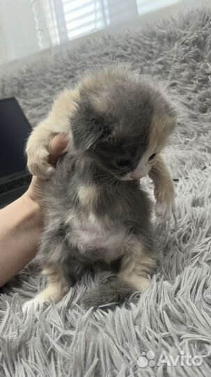 Вислоухие котята
