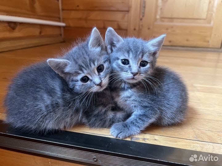 Котята