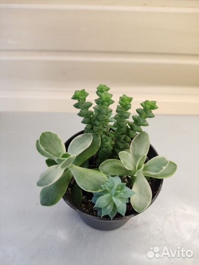 Пепперомия, альбука, дримия и другие