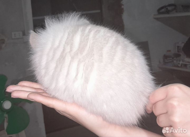 Ангорская Шиншилла