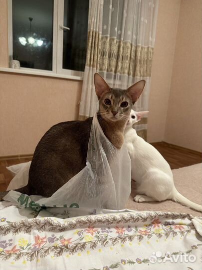 Абиссинские котята