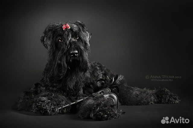 Собаки щенки