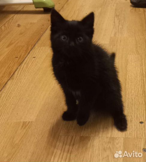 Отдам в добрые руки