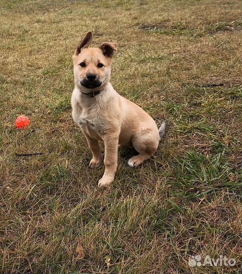 Любящий щенок