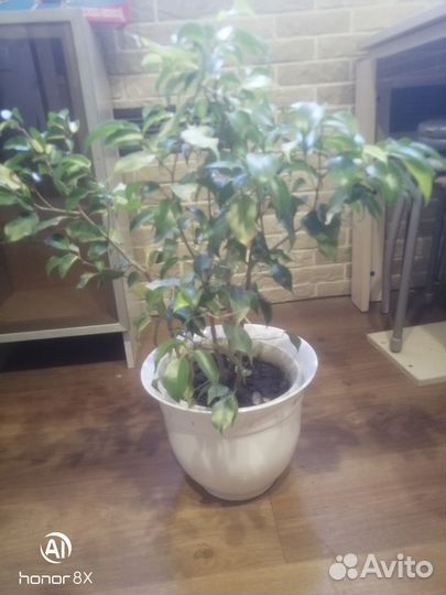 Фикус бенджамина