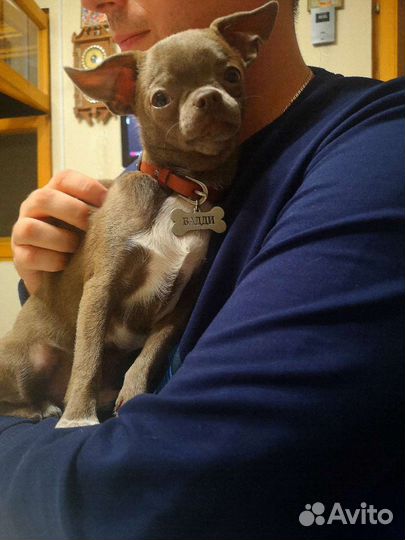 Вязка Чихуахуа