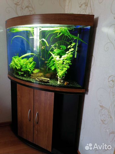 Аквариум на 200л
