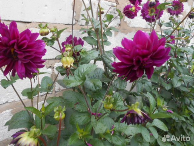 Георгины клубни