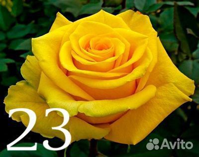 Саженцы роза