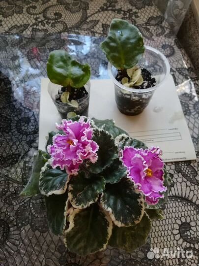 Пеларгония герань, колеус, фиалка детки