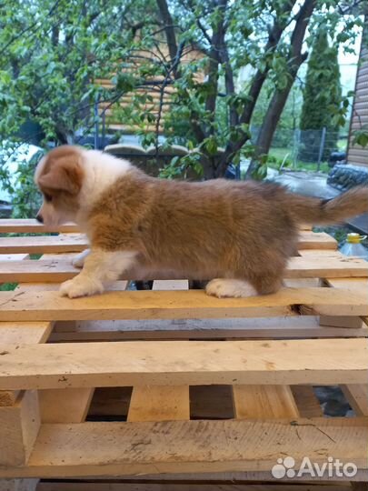 Щенки корги