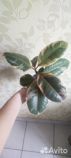 Фикус Белиз