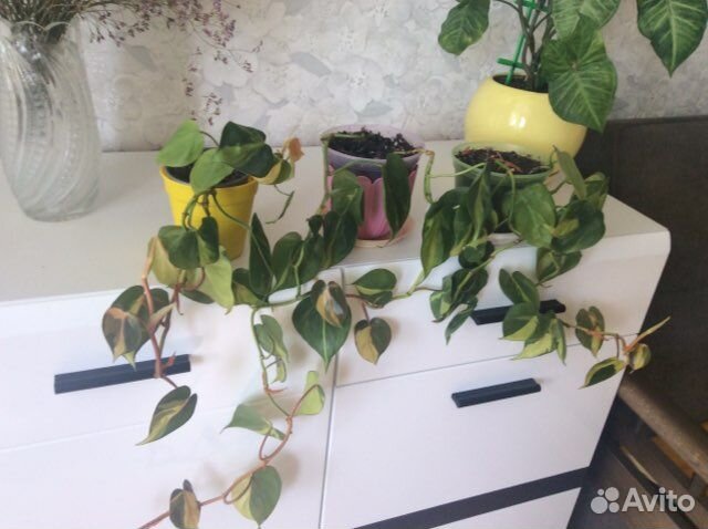 Эпипремнум