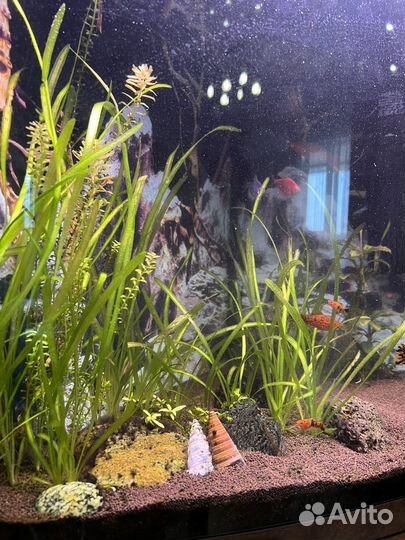 Аквариум