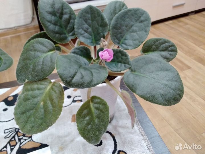 Фиалка в горшках