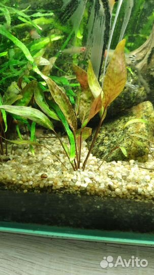 Аквариумное растение