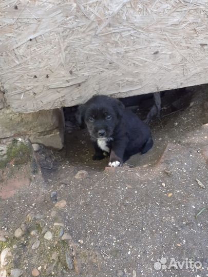 Раздаём щенков