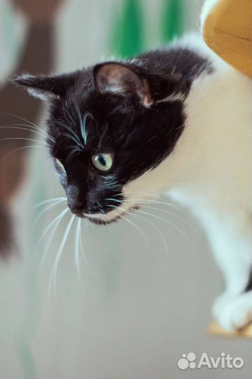 Кошка в добрые руки