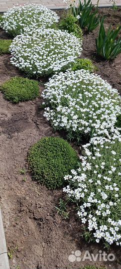 Ясколка многолетник