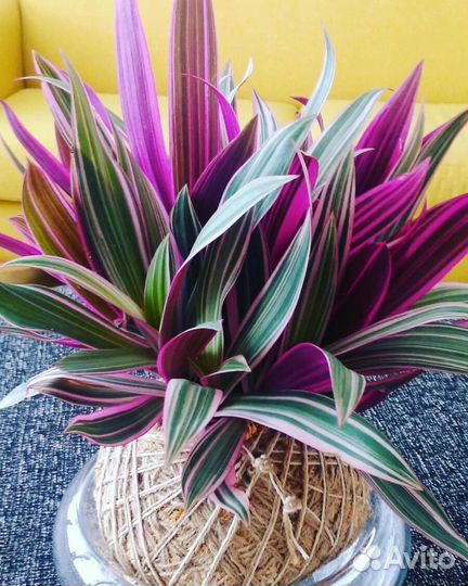 Цветок Рео отросток розовый рео сортовой