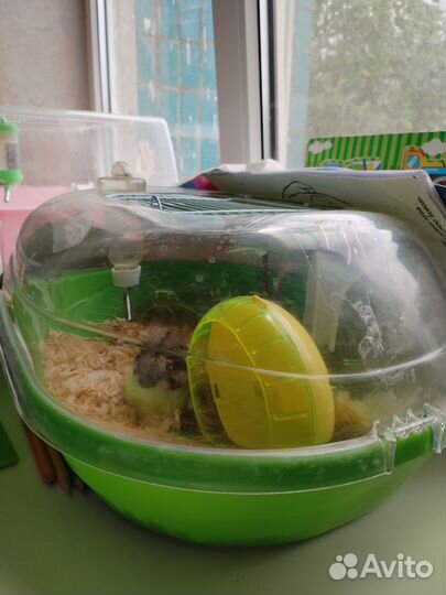 Хомяки с клеткой