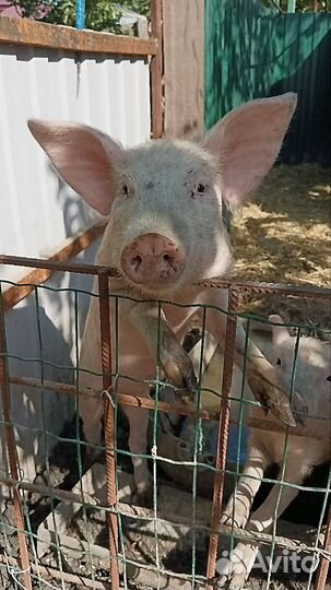 Поросята 2 месяца, зерновой откорм