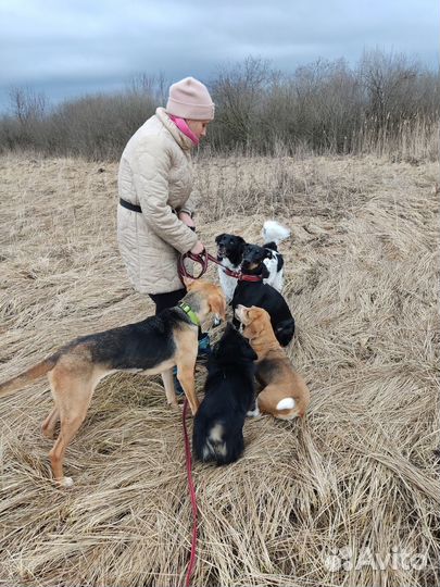 Передержка животных (собак) Гостиница для животных