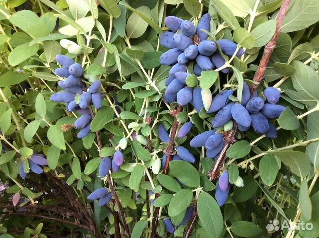 Саженцы Жимолости